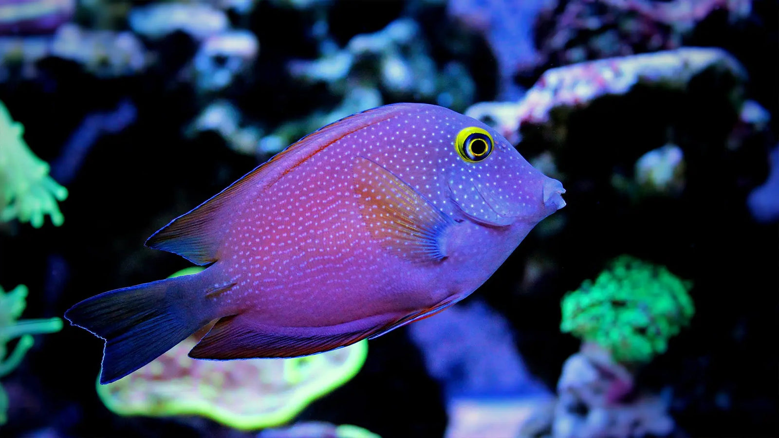 Find the Right Filtration System for Your Aquarium SpectraPure, Inc.