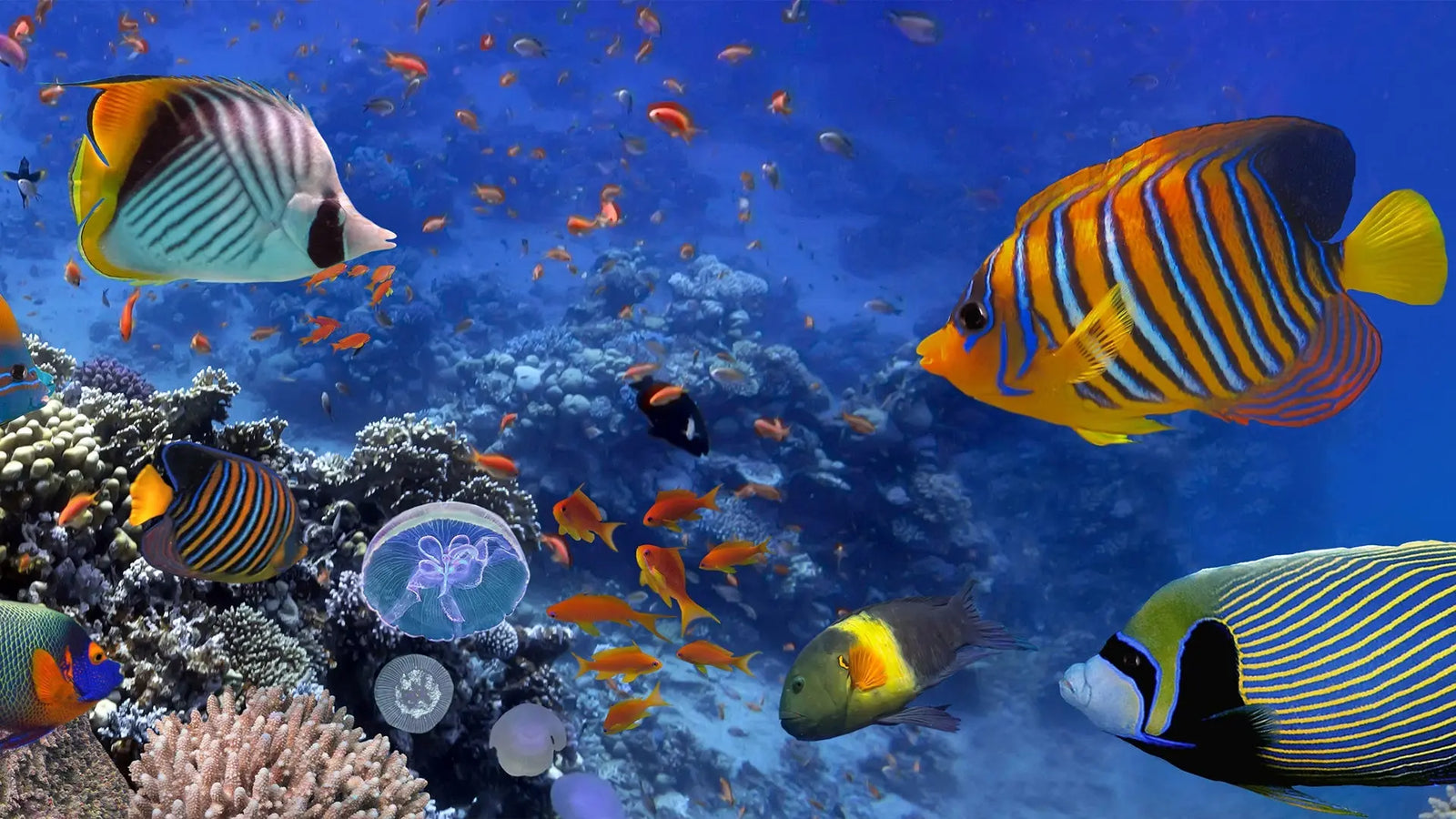 Reef Stew & More’s Recipe for Success Begins With SpectraPure SpectraPure, Inc.