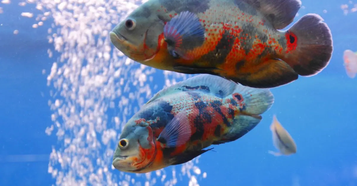 How to Maintain Water Quality in Your Aquarium SpectraPure, Inc.