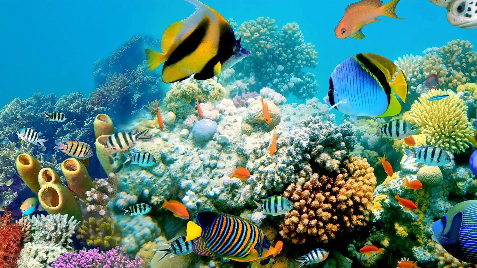 Get Hooked on SpectraPure - Your Key to Helping Coral Thrive! SpectraPure, Inc.