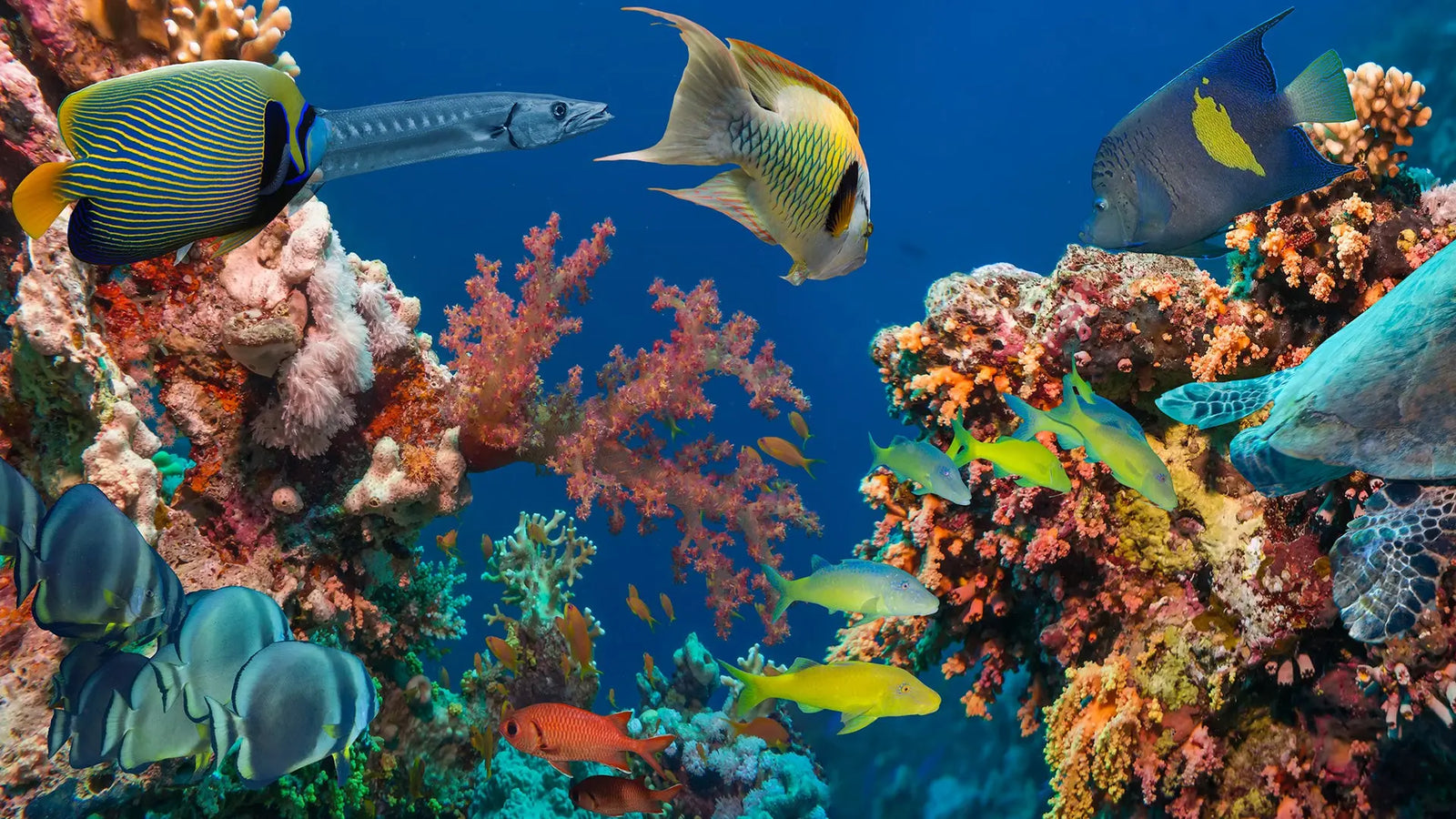 Our 5-Point Assessment Can Save Marine Life! SpectraPure, Inc.