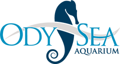 OdySea Aquarium